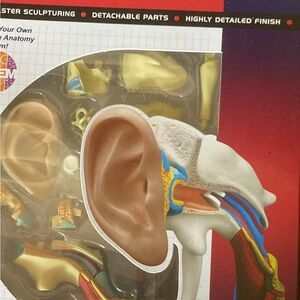 🐞4-D Master 4-D Human ear